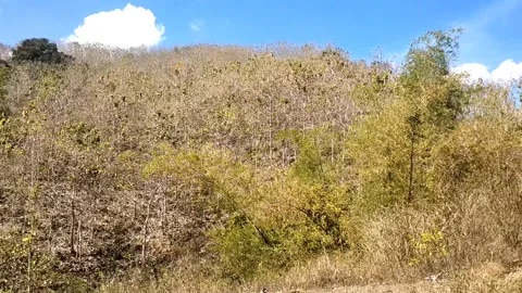 Dry Savanna Hillside Stock Footage 341798325