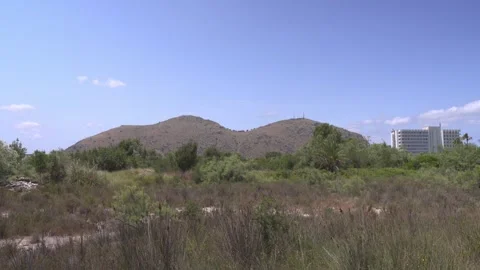 Dry Scrubland With Pine Trees and Mountains, Maristany, Mallorca Stock Footage 340589592