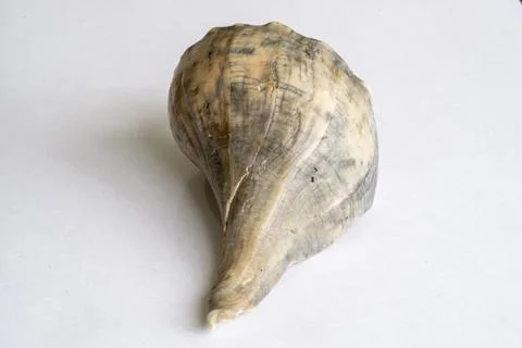 Dry seashell macro shot Stock Photos