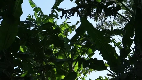 Dry season 库存影片 338027073