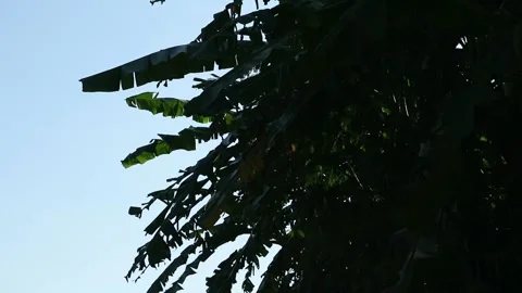 Dry season 库存影片 338027126