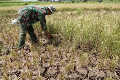 Dry season hits Aceh due to unpredictable weather, Banda Aceh, Indonesia - 24 Ap Stock Photos