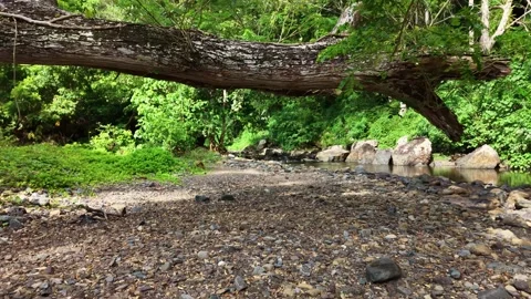 Dry Season Riverbed With Fallen Tree in Tropical Jungle Palawan Vídeo Stock 331588153