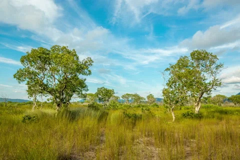 Dry seasons of Melaleuca forests Stock Footage 51036996