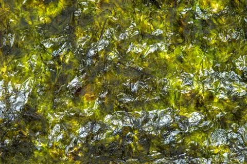 Dry seaweed Stock-Fotos