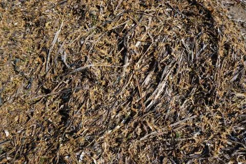 Dry seaweed Stock Photos