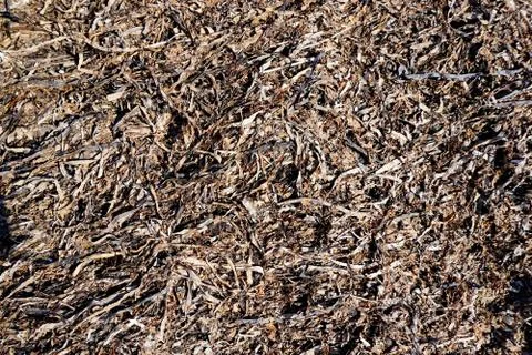 Dry seaweed Stock Photos