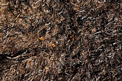 Dry seaweed Stock Photos