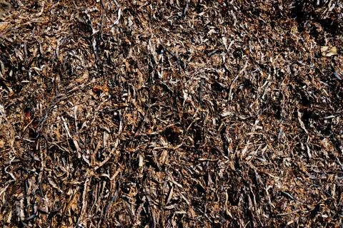 Dry seaweed Stock Photos