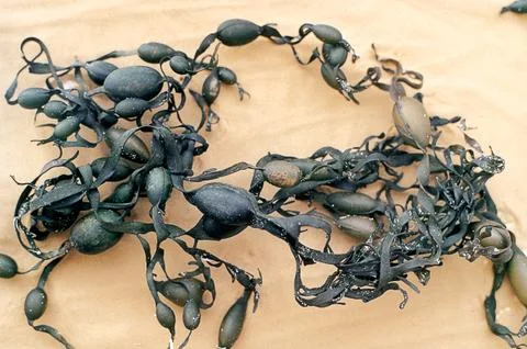 Dry seaweed Foto stock