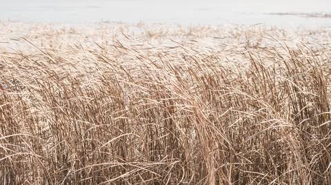 Dry sedge grass flutters in the wind next to a lake or river.Golden sedge gra Stock Photos