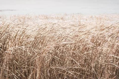 Dry sedge grass flutters in the wind next to a lake or river.Golden sedge gra Stock Photos