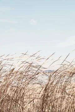 Dry sedge grass flutters in the wind next to a lake or river.Golden sedge gra Stock Photos