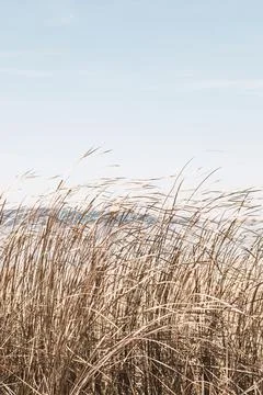 Dry sedge grass flutters in the wind next to a lake or river.Golden sedge gra Stock Photos