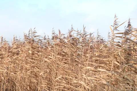 Dry sedge grass in the wind next to a lake or river. Golden sedge grass in .. Stock Photos