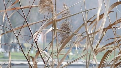 Dry sedge swayed slightly from the wind Stock Footage 83454465