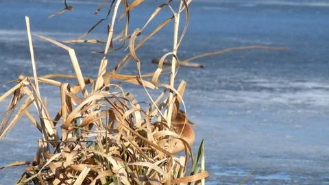 Dry sedge swayed slightly from the wind Stock Footage 85322109
