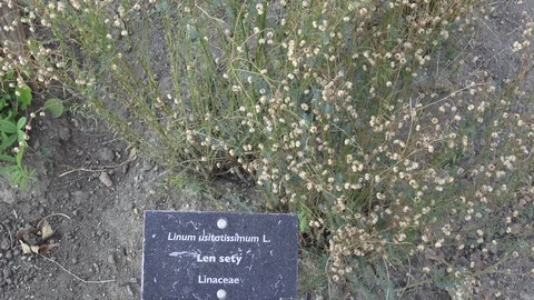 Dry seed capsules of common flax (Linum usitatissimum) in the garden Stock Footage 94411973
