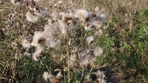Dry seed creeping thistle Stock Footage 165353673