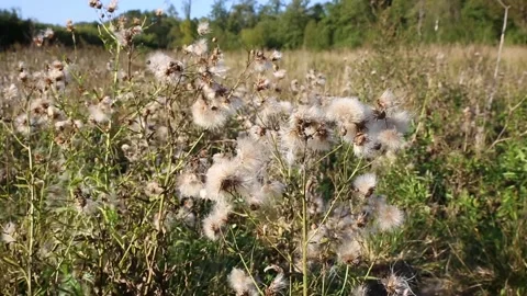 Dry seed creeping thistle Stock Footage 165353771