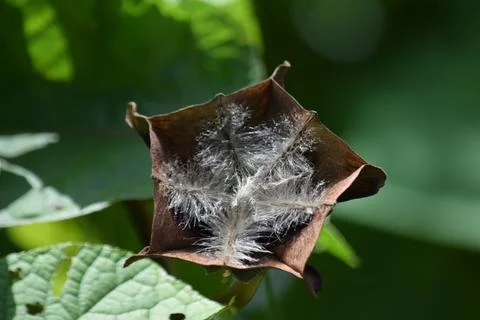 Dry Seed Pod of Devil's Cotton Plant Displaying Fine White Hairs in Natural Stock Photos