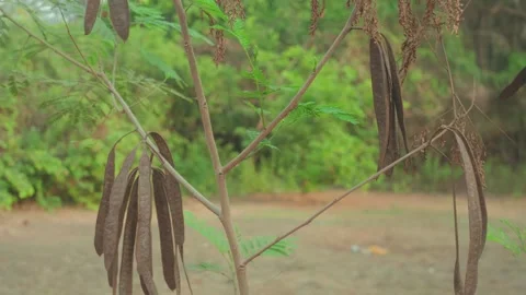 Dry Seed Pods on Tree Branch in Natural Outdoor Environment Close Up Stock Footage 338375291