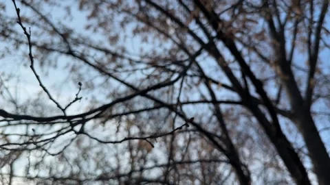 Dry Seed Pods on Tree Branches Against Blue Sky in Winter Park Stock Footage 331679189