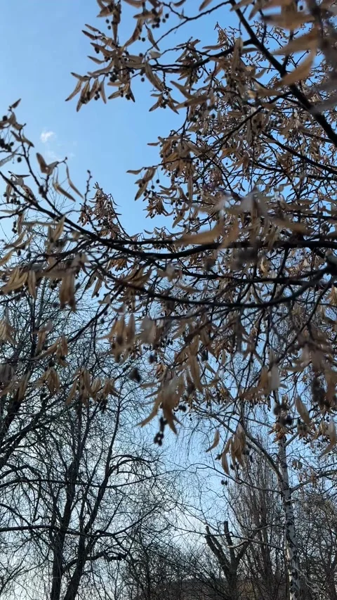 Dry Seed Pods on Tree Branches Against Blue Sky in Winter Park Stock Footage 331679192