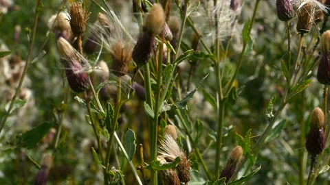 Dry seed of thistle Stock Footage 114762198