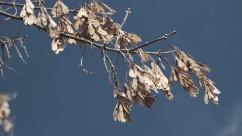 Dry seeds against sky Stock Footage 133365330