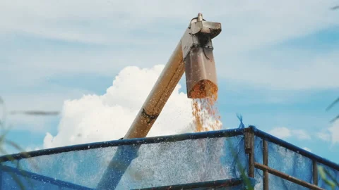 Dry seeds corn grains falling from combine harvester machine in the truck Stock Footage 166129276