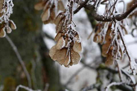 Dry seeds of a maple Foto stock