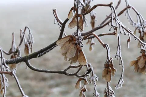 Dry seeds of a maple Stock Photos