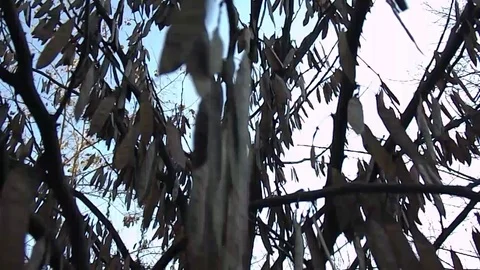 Dry seeds swaying in a tree from the wind Stock Footage 104368526