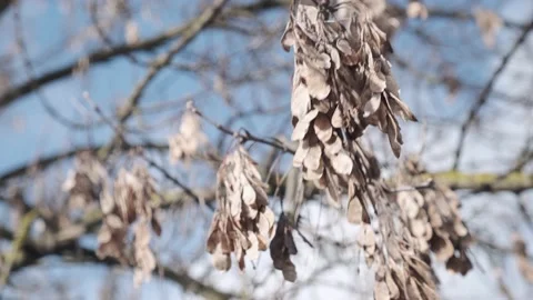 Dry seeds on tree Stock Footage 133365259