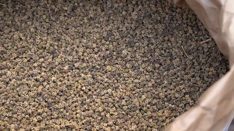 Dry selective fodder beet seeds. Stock Footage 125189902