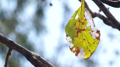 Dry senescence leaf on tree Stock Footage 47895493