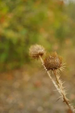 Dry sharp brown plant growing in autumn forest. Stock Photos