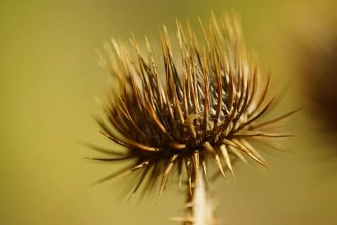 Dry sharp brown thorn plant growing in autumn field. Macro image. 库存照片