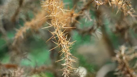 Dry sharp spines on Ulex europaeus branch Video stock 340567413