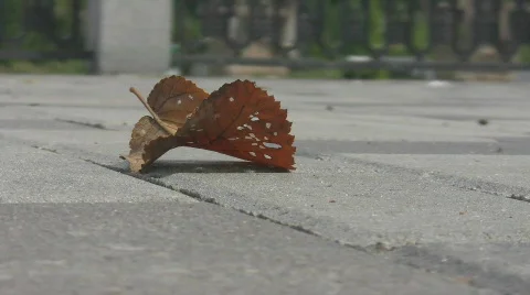 Dry sheet Видео 267318