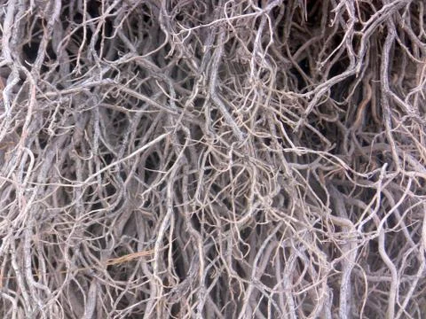 Dry Shrub Foto stock