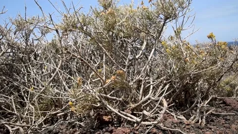 Dry shrubbery swaying in the wind, wild bushes, windy weather. Stock Footage 147256495
