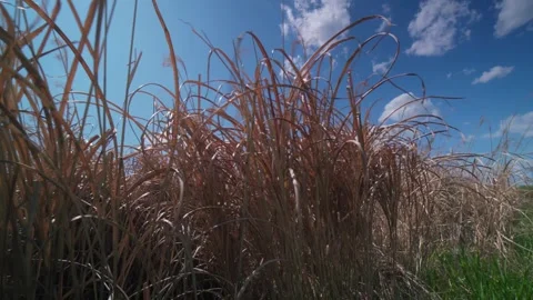 Dry Silver Grass Swaying Under Blue Sky Low Angle Stock-Footage 334636596