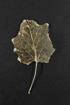 Dry silver poplar tree leaf Stock Photos