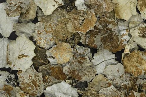 Dry silver poplar tree leaf Stock Photos