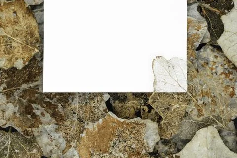 Dry silver poplar tree leaf Stock Photos