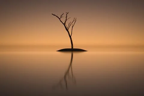 Dry single tree Stock Illustration