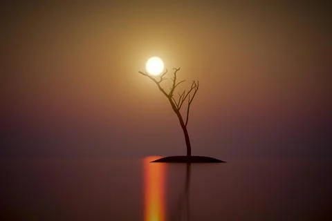 Dry single tree Stock Illustration