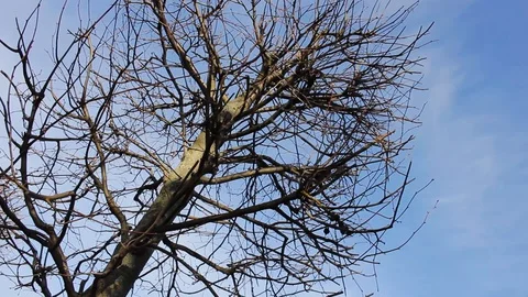 Dry single tree texture on blue sky background 스톡 동영상 129313181